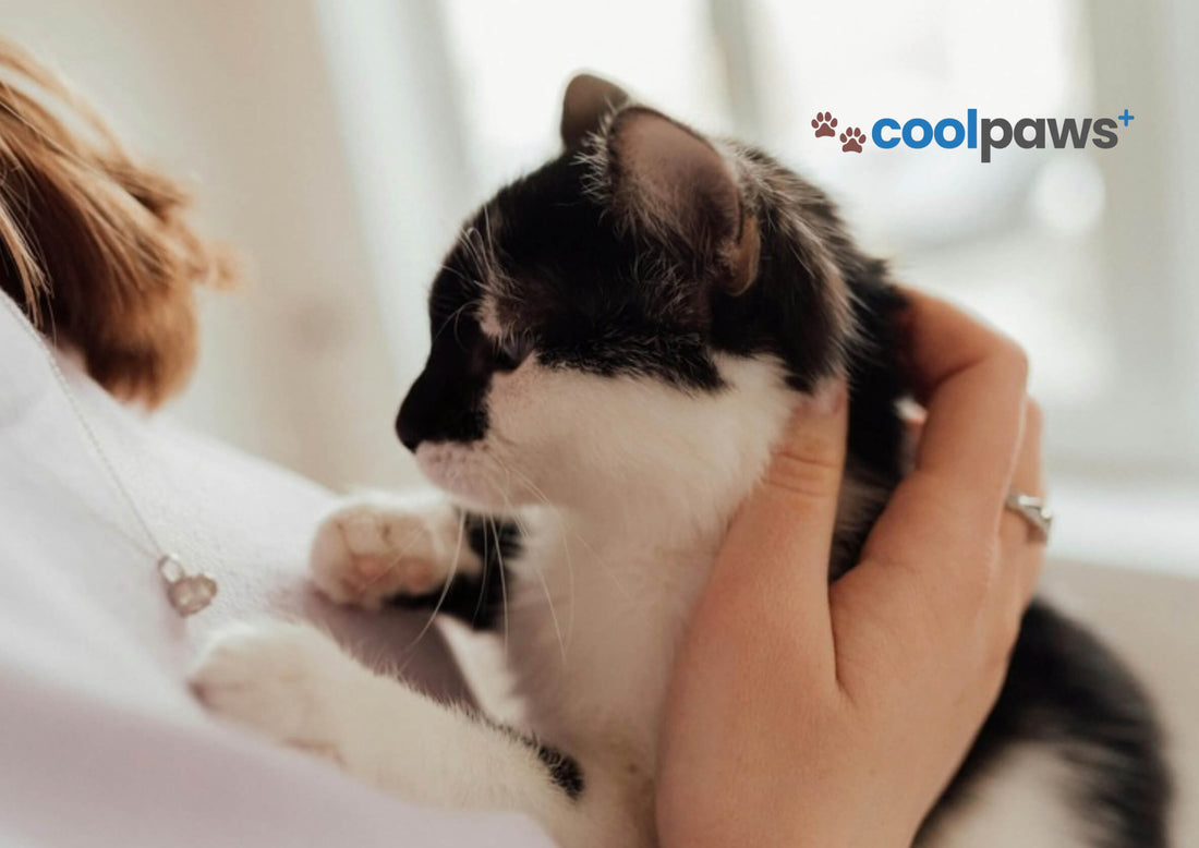 The Cat Who Said Nothing - But Taught Me Everything