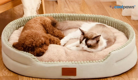 🐾 Why We Started Coolpaws+