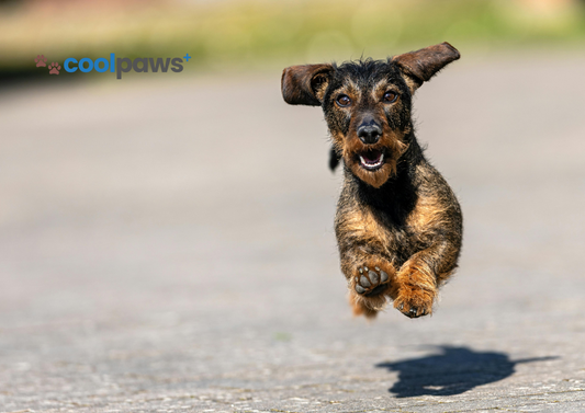 Summer Pet Safety: How to Keep Your Furry Friend Happy and Cool ☀️🐾