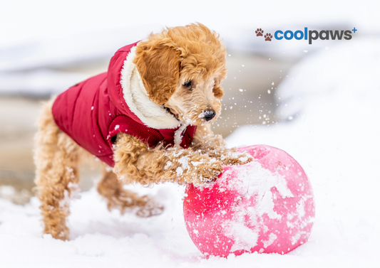 How to Choose the Right Winter Coat for Your Dog