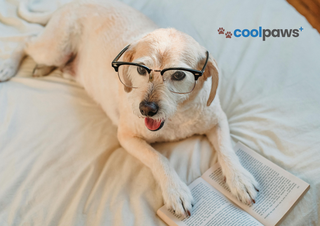 Top 7 Essentials That Make Life Better for You and Your Pet