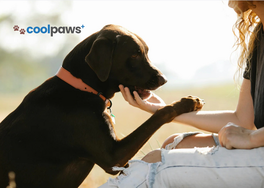 My Pet’s Love Language