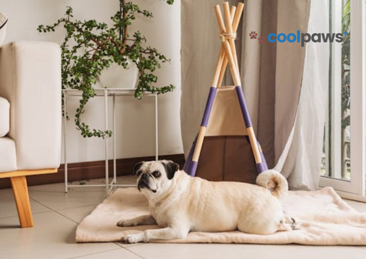 How to Create a Pet-Friendly Home That Feels Stylish and Calm