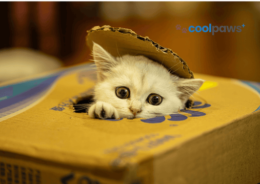 When Your Cat Acts Weird (But Adorably): 7 Quirky Habits Only Cat Parents Understand