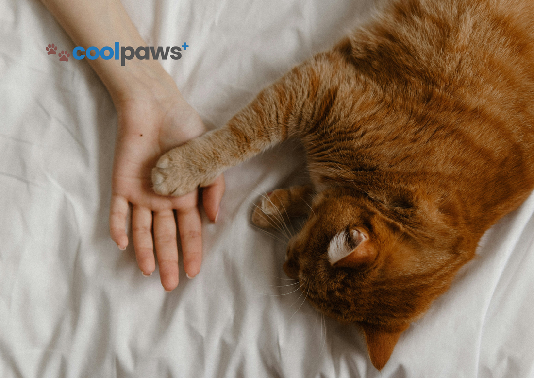 5 Subtle Signs Your Cat Truly Loves You