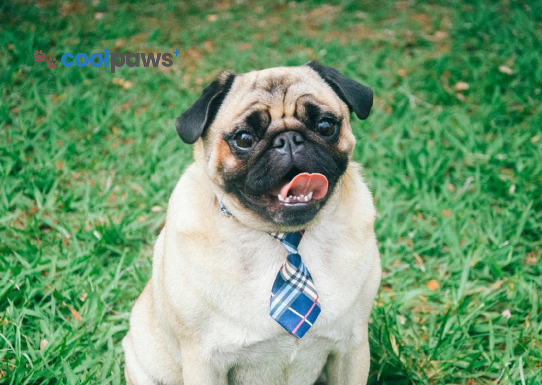 A Little Pug’s Big Day - Just for You