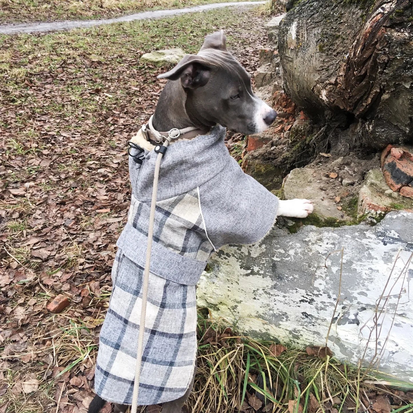 Plaid Winter Dog Jacket – Reflective & Windproof