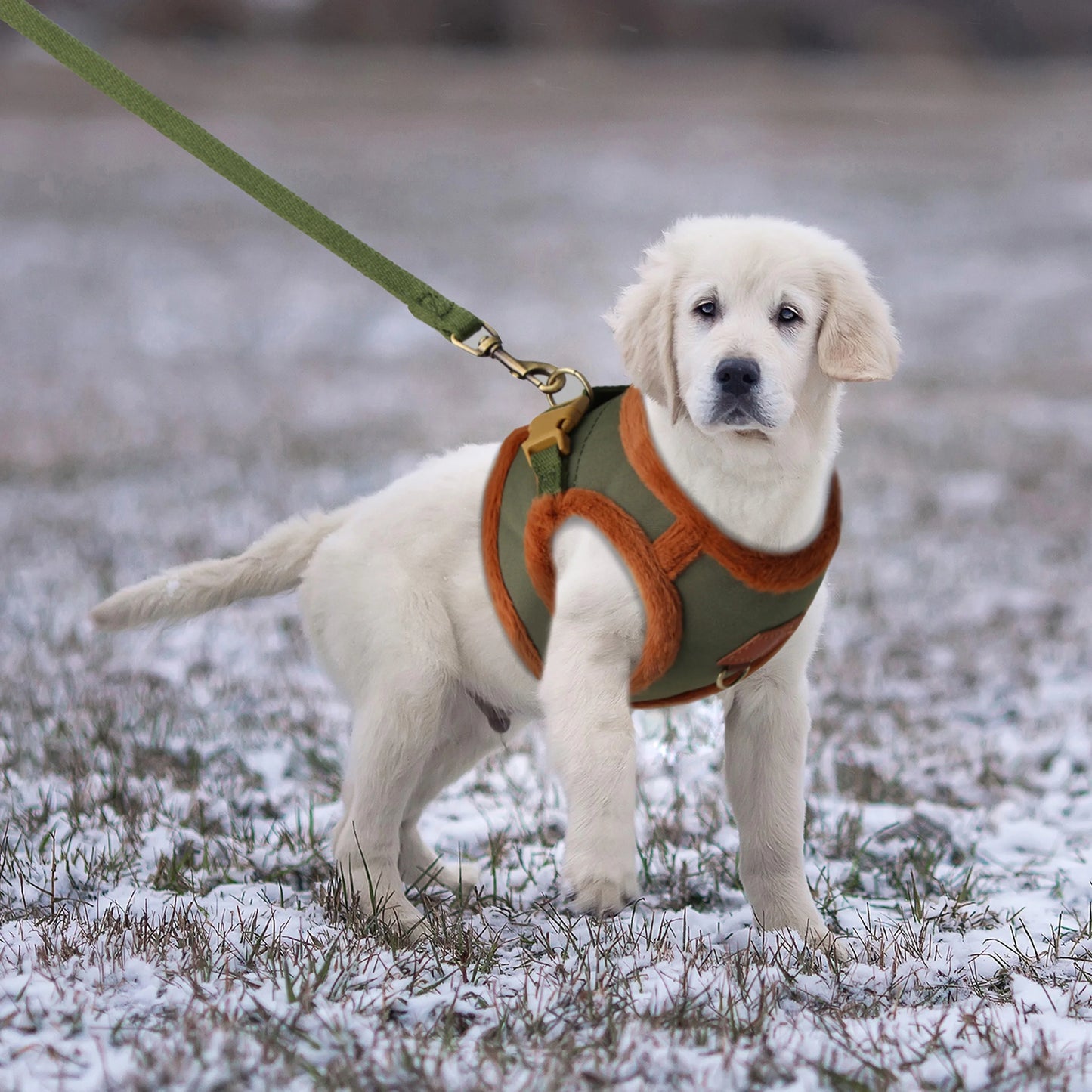 3-Layer Padded Winter Dog Harness & Leash Set